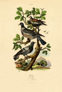 Pigeons by French School